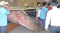 Bắt được cá đuối khổng lồ 220 kg trên sông Tiền