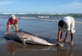 Hàng trăm cá heo chết bí ẩn tại Peru