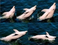 Cá heo liên tục lột da để bơi nhanh