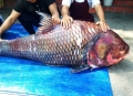 Bắt được cặp cá hô "khủng" nặng 240 kg
