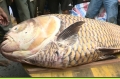 Cá hô vàng nặng hơn 125 kg lọt lưới ngư dân Vĩnh Long