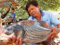 An Giang: Ngư dân bắt dính cá hô đất trên sông Vàm Nao