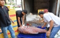 Tận thấy cá “khủng”, phải 3 người khiêng ở Sài Gòn