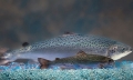Trôi nổi 5 tấn cá hồi biến đổi gene của Canada trên thị trường