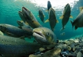 Hạn nặng, Mỹ chở 30 triệu con cá hồi ra biển