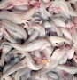 Bắt giữ, tiêu hủy 1.100 kg cá khoai nhập lậu