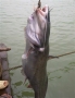 Người dân bắt được cá lăng nặng 54kg trên sông Lô