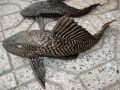 Báo động tác hại của cá lau kiếng ở Kiên Giang
