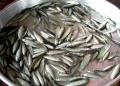 Cá linh non - loại thủy sản quý đã xuất hiện ở An Giang
