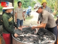 Hành trình xuất cá nuôi về “Vương quốc cá”