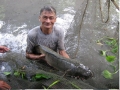 Săn cá lóc đầu nguồn sông Cửu Long: Bí quyết dụ cá “quốc bảo” của “Thầy nò” miệt Châu Đốc