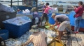 Sẽ khởi kiện doanh nghiệp xả thải gây chết cá hàng loạt