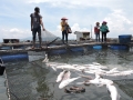 Tìm cách hỗ trợ người dân nuôi cá bị chết ở Vũng Tàu