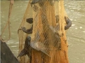 Cá lau kiếng sản sinh nhanh ở nhiều nơi