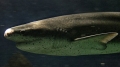 Thoát chết kỳ diệu từ hàm cá mập 7 mang
