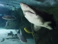 Biểu tình phản đối giết cá mập ở Úc