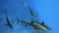 Đổ chục triệu săn cá mập cảnh ăn thịt