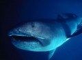 Những điều kỳ lạ, ít biết về cá mập