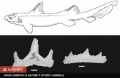 Phát hiện hóa thạch cá mập "Răng Quỷ"