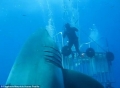Rùng mình khoảnh khắc cá mập dài 6m tấn công thợ lặn
