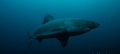 Cá mập dài 3m bị sinh vật bí ẩn ăn thịt dã man