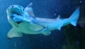 Ngư dân Úc bị cá mập dài năm mét tấn công