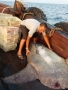 Sầm Sơn, Thanh Hóa: Phát hiện cá mặt trăng quý hiếm nặng 300kg