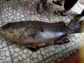 Bắt được cá mú “khủng” nặng 55 kg ở Phú Quốc