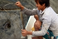 Kiên Giang: Thu nhập cao từ nuôi cá bống mú