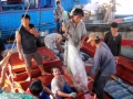 Phú Yên: Đại hội Nghiệp đoàn Nghề cá đầu tiên