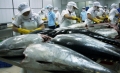 Cá ngừ Việt Nam nhập khẩu vào Mỹ bị kiểm tra 100%