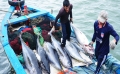 Cá ngừ Việt Nam xuất khẩu sang gần 140 nước trên thế giới