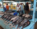 Xuất khẩu cá ngừ Ecuador sang Venezuela tăng mạnh