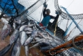 Indonesia: ngành cá ngừ đối mặt với nhiều thách thức