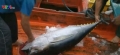 Bình Định: Hỗ trợ 50.000 đồng/kg cá ngừ xuất nguyên con sang Nhật