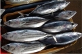 Giá cá ngừ vằn thế giới tạm thời giảm