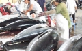 Xuất khẩu cá ngừ của Việt Nam khởi sắc