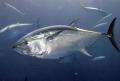 Giá cá ngừ có thể tăng nhờ hợp tác với doanh nghiệp Nhật