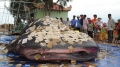 Bộ da cá nhám voi lăng Ông Nam Hải đạt kỷ lục VN
