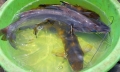 Hộ tư nhân đầu tiên thụ tinh nhân tạo cho cá nheo