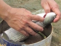 Vụ cá nuôi lồng bè chết hàng loạt: Không phải do môi trường nước ô nhiễm