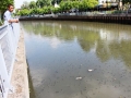 Hàng ngàn con cá nổi đặc kênh Nhiêu Lộc – Thị Nghè