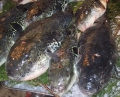 Cá nóc biển có độc hơn cá nóc nuôi?