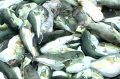 Thí điểm khai thác, xuất khẩu cá nóc tại 4 tỉnh