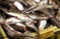 Phát hiện vụ chế biến 1 tấn cá nóc độc làm thực phẩm