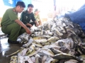 Lén lút “khai quật” cá nóc độc bị tiêu hủy để đem bán