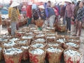 Ngư dân Thanh Hải được mùa cá nục gai
