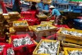 Ngư dân các tỉnh Nam Trung Bộ phấn khởi vì trúng đậm cá nục