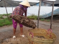 Nghề lạ: Phơi cá phân thu lãi 15 triệu/tháng