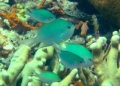 Loài cá mới ở rạn san hô được sự chăm sóc hiếm có từ bố mẹ